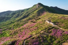 [느린 풍경] 산자락 뒤덮은 황홀한 철쭉... 꽃잎보다 고운 진홍빛 노을
