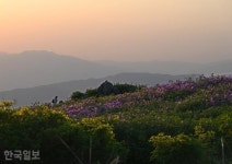 [느린 풍경] 산자락 뒤덮은 황홀한 철쭉... 꽃잎보다 고운 진홍빛 노을