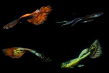 우리 동네 민물고기는 열대어... 쉽게 버린 생명에 느는 제2, 3의 구피천 [이한호의 시사잡경]