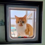 5층 간판 갇혔던 동물농장 고양이 근황.. 조금 더 지켜봐 주세요