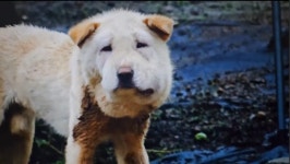 구조팀과 밀당 거듭한 121일.. 동물농장 ‘백호’ 뒷이야기