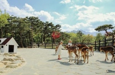 켄싱턴리조트, 여름방학 기간 어린이 맞춤 프로그램