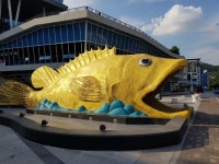 충북 단양 쏘가리 축제, 쏘가리 없어서 중단