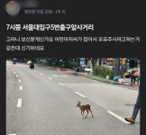 [단독] 출동 나온 경찰 따돌린 그놈… 도심 속 이 동물 출몰 느는 이유는? [영상]