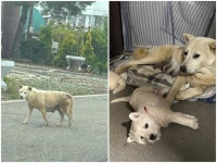 [가족] 컨테이너 밑에 낳은 새끼 다섯 마리 지켜낸 엄마개 은혜