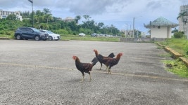 닭을 일회용품처럼 쓰고 버리는 시대...그래도 닭은 사라지지 않는다 [인류세의 독서법]