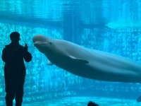 고래 무덤 거제씨월드서 새끼 돌고래 또 태어났다… 올해만 두 번째