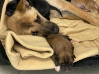 [가족] 공장 주변을 떠돌던 엄마개가 낳은 6남매 커피콩즈