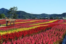 올 가을 관광객 60만 명…국민 관광지 된 고석정 꽃밭
