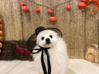 [가족] 까칠했던 성격 버리고 함께 사는 법 배워가는 스피츠 까치