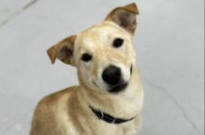 [가족] 몽둥이로 맞고도 사람에게 꼬리 흔드는 강아지 비키