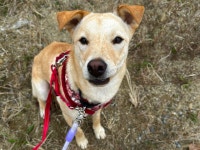 [가족] 몽둥이로 맞고도 사람에게 꼬리 흔드는 강아지 비키