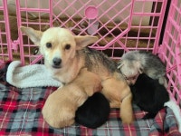 [가족] 만삭의 몸으로 도로변을 배회하던 엄마개 밤비와 강아지 4남매