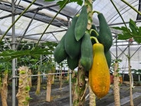 사과·배 38선 넘고, 그 자리엔 망고·파파야가...식량안보법 제정 시급 [기후변화, 밥상의 위기]