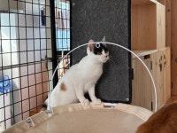 [가족] 엄마는 떠나고 아파트 지하실서 구조된 새끼 고양이 호동이