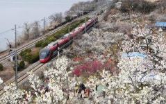 양산 원동매화축제 1일 개막… 막바지 동장군 탓에 지각 개화