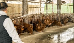 축산 농가 사료비 부담 던다… 전북도, 정책 자금 1482억  지원