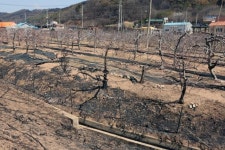 산불 피해 기업, 재해손실 세액공제 적용받으세요