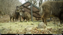 산양 떼죽음 피한 게 정책 성과라는 정부…다른 이유도 있었다