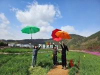유채꽃과 청보리로 물든 예천 회룡포, 관광객 맞이 나서다