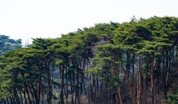 김종필이 56년 전 만든 한국의 알프스, 개방 4개월 만에 핫플 됐다 [요즘 여행]