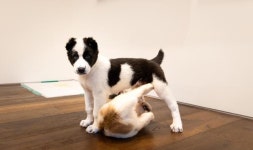 尹 선물 받은 반려견, 서울대공원이 키운다... 文 비판 모습 어디로?