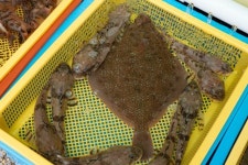 [여행카세] 대구횟대·참가자미... 동해의 맛은 따로 있다