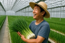 충남, 쪽파 주산지로 뜬다