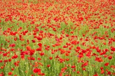 요즘 울산엔 작약 보러 간다... 죽음의 강은 어떻게 국가정원이 됐나