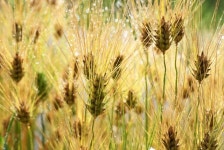 [왕태석의 빛으로 쓴 편지] 한강 변 익어가는 보리를 바라보며…