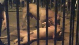 사람 좋아하는 개를 잔인한 도박장에.. ‘동물농장 투견’, 그 후 10년