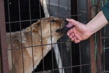 개 식용 종식, 아직 끝나지 않았다 [고은경의 반려배려]