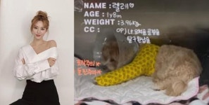 '반려견 낙상 사고' 한예슬 