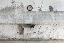 방사능에 피폭된 소의 유예된 죽음…축복일까 저주일까