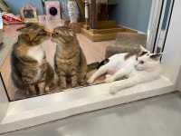 [가족] 보호자 부재·과다사육 현장서 구조된 삼묘삼색 매력둥이들