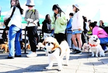 함께할 개! 행복할 개! 10월 반포 한강공원서 펼쳐질 동물행복페스타