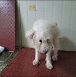 7개월만에 보호소 나온 멈머, 성장캐 등극하다