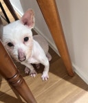 7개월만에 보호소 나온 멈머, 성장캐 등극하다