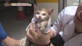 구조는 짧고, 적응은 9년이나… 동물농장 아깽이 ‘순정이’ 뒷이야기