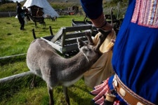 순록 사냥 시대 돌아가 볼까… 북극에 가장 가까운 도시를 가다 [요즘 여행]