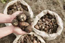 섬진강 품은 곡성군…대통령상 멜론과 전국 1위 토란