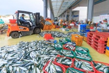 호객 없는 수산시장… 제철 맞은 방어, 가자미, 새우 먹으러 울진 간다 [요즘 여행]
