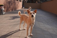 내장칩과 함께 버려졌지만, 동물농장 몽몽이에게는 또 다른 가족 있었죠