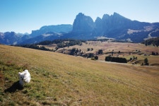 제주 유기견 출신 시고르자브종의 알프스 산맥 여행기