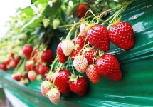 역시 충남 딸기… 대한민국 대표 특화작목 TOP 10 최우수상