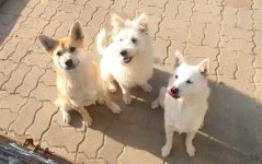 [가족] 비바람 속 초등학교 관사를 떠돌던 엄마개가 낳은 강아지 삼남매