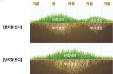 [골프와 기후 1] 난지형 잔디 교체 열풍