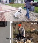 TV동물농장, 장애견→관종견 둔갑후 사과하더니 삭제…누리꾼 비판↑[종합]