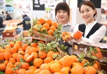 농협하나로마트 영암 대봉시 첫 출하