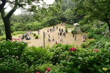 부산시설공단, 태종대유원지 수국 관람 활성화 박차